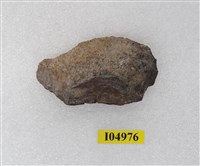 藏品(動物骨化石)的圖片